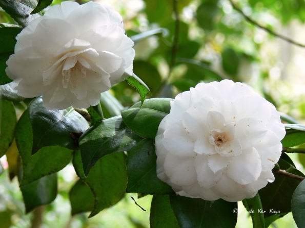 Bois des Moutiers (64) Mai 2012